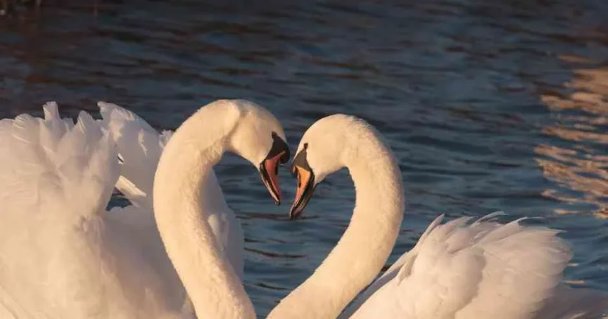 Navigating Pornography As A Couple: A Conversation Guide - Ever Accountable